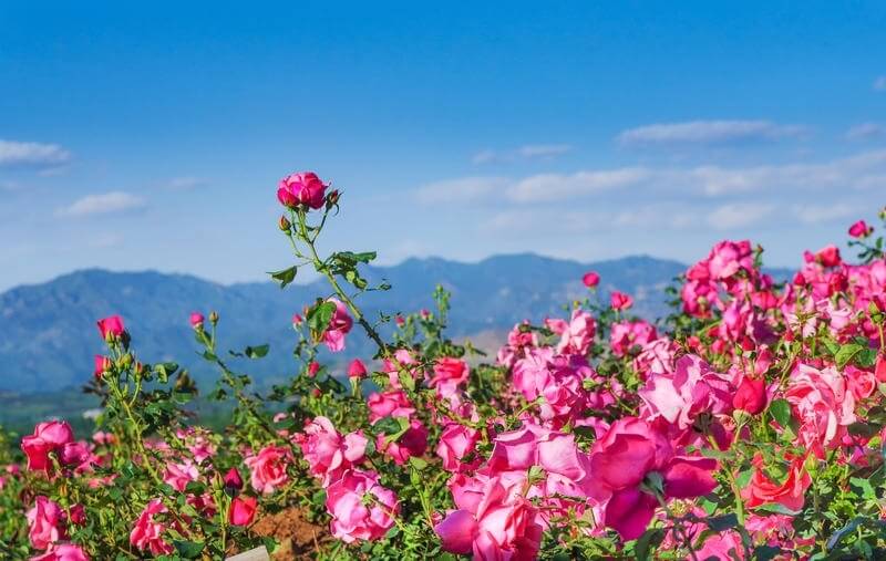 Bulgare Dammann Frères, plongez dans un champs de rose