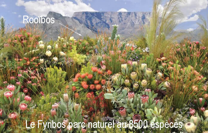 Le magnifique Fynbos et le Rooïbos