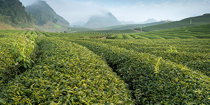 Culture du Thé Blanc : le fameux Pai Mu Tan