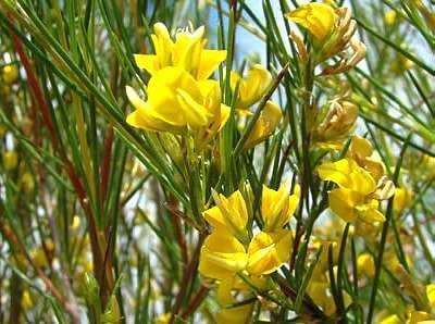 Rooibos en fleurs