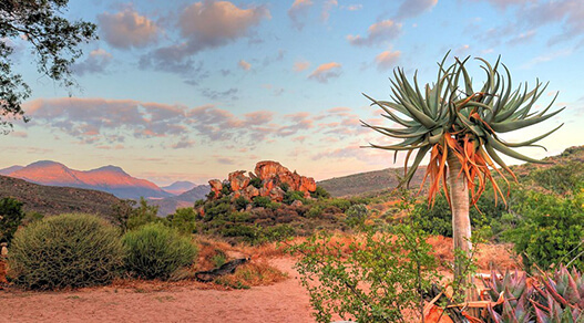 Paysage aride d'Afrique du Sud (Cederberg) terre du Rooïbos