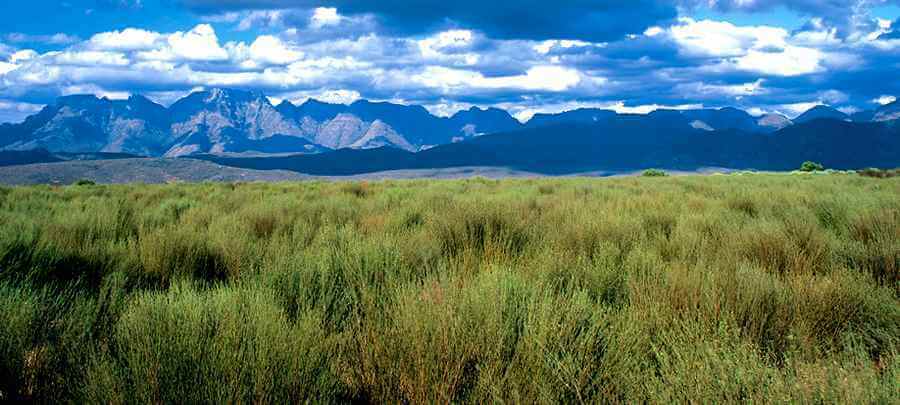 Plantation rooibos Afrique du Sud