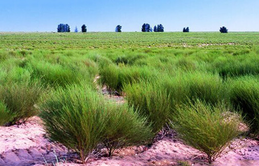 Paysage avec plantation de Rooibos, le fameux thé rouge